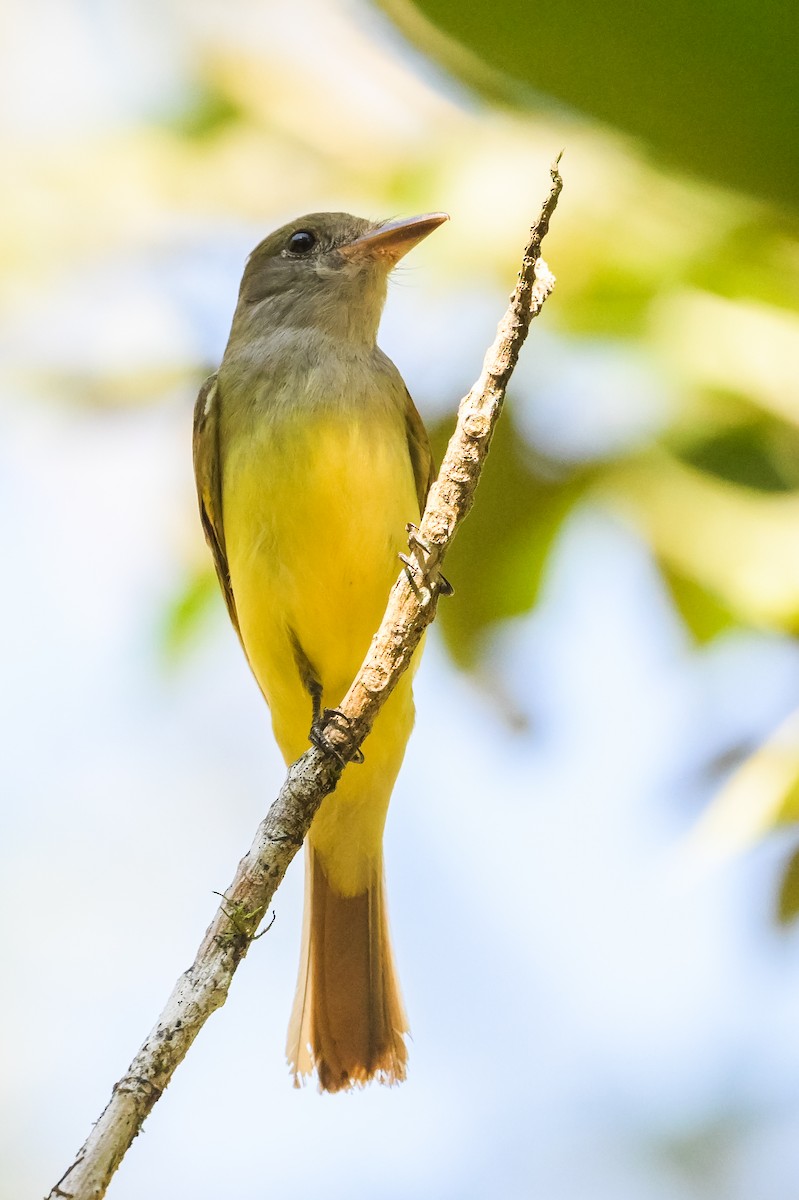 Great Crested Flycatcher - ML618497782