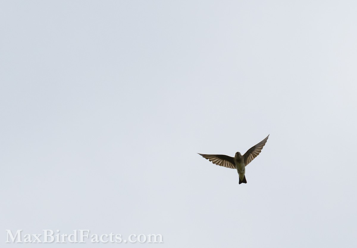 Northern Rough-winged Swallow - Maxfield Weakley