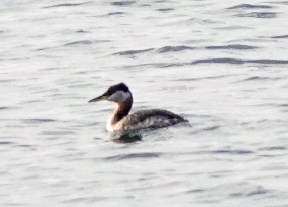 Red-necked Grebe - ML618497799