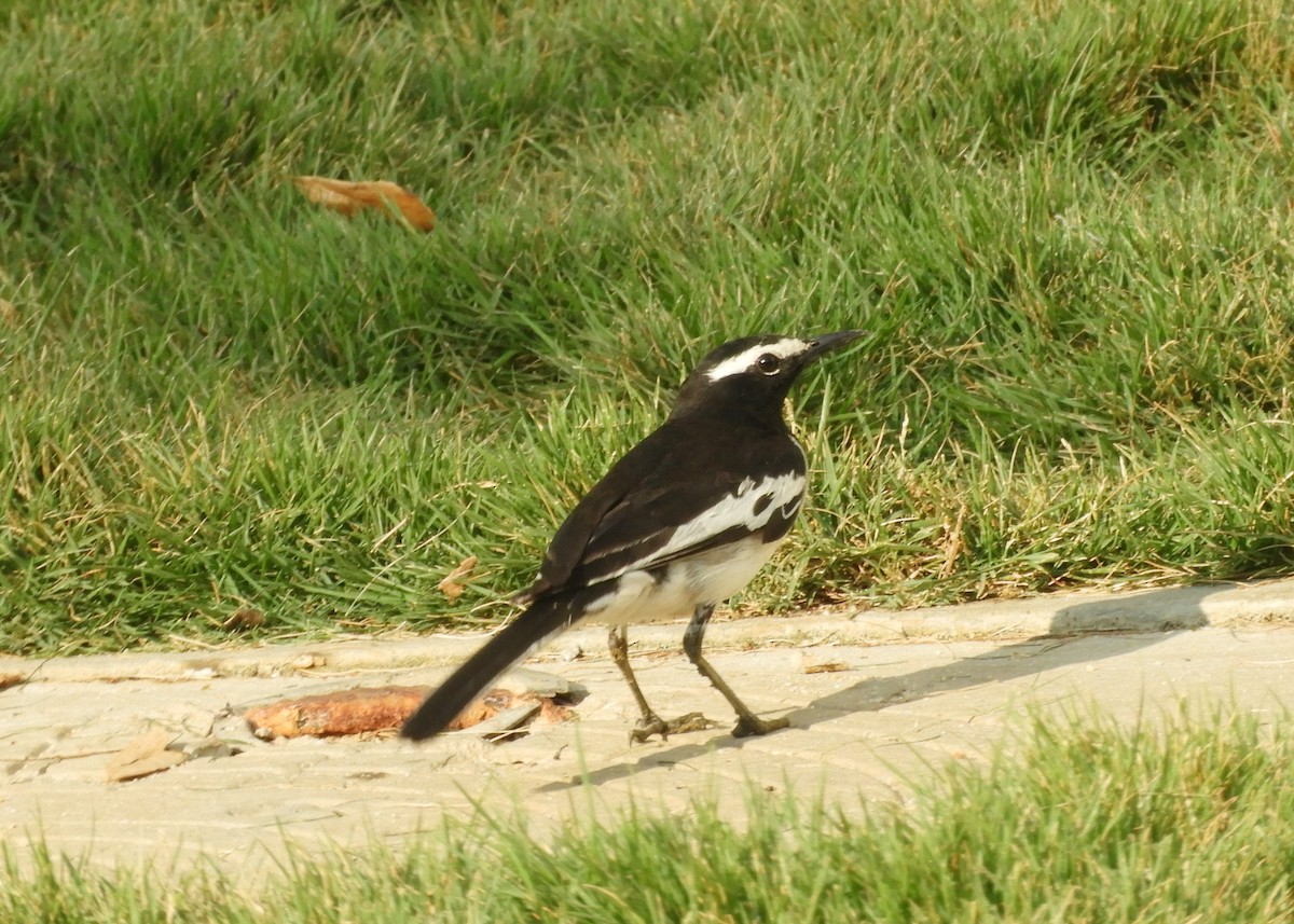 White-browed Wagtail - ML618497809