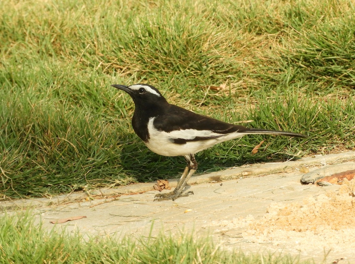 White-browed Wagtail - ML618497810