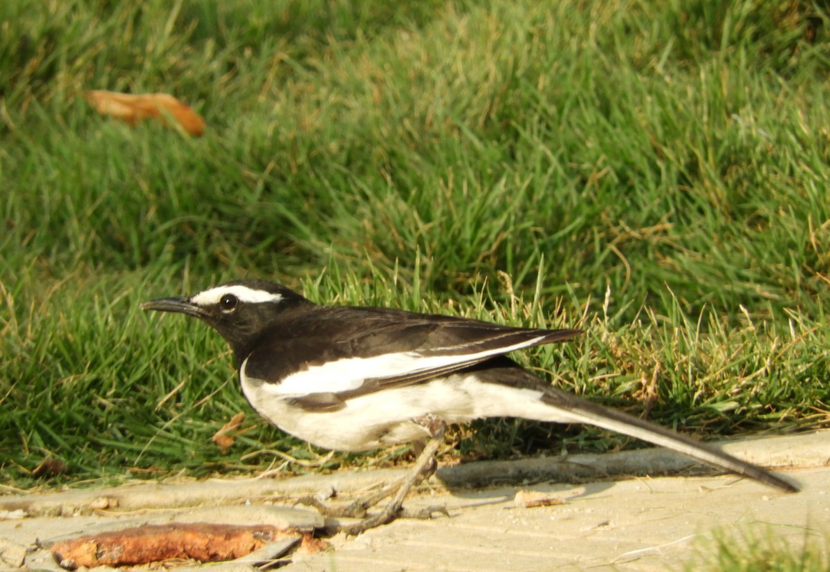White-browed Wagtail - ML618497811