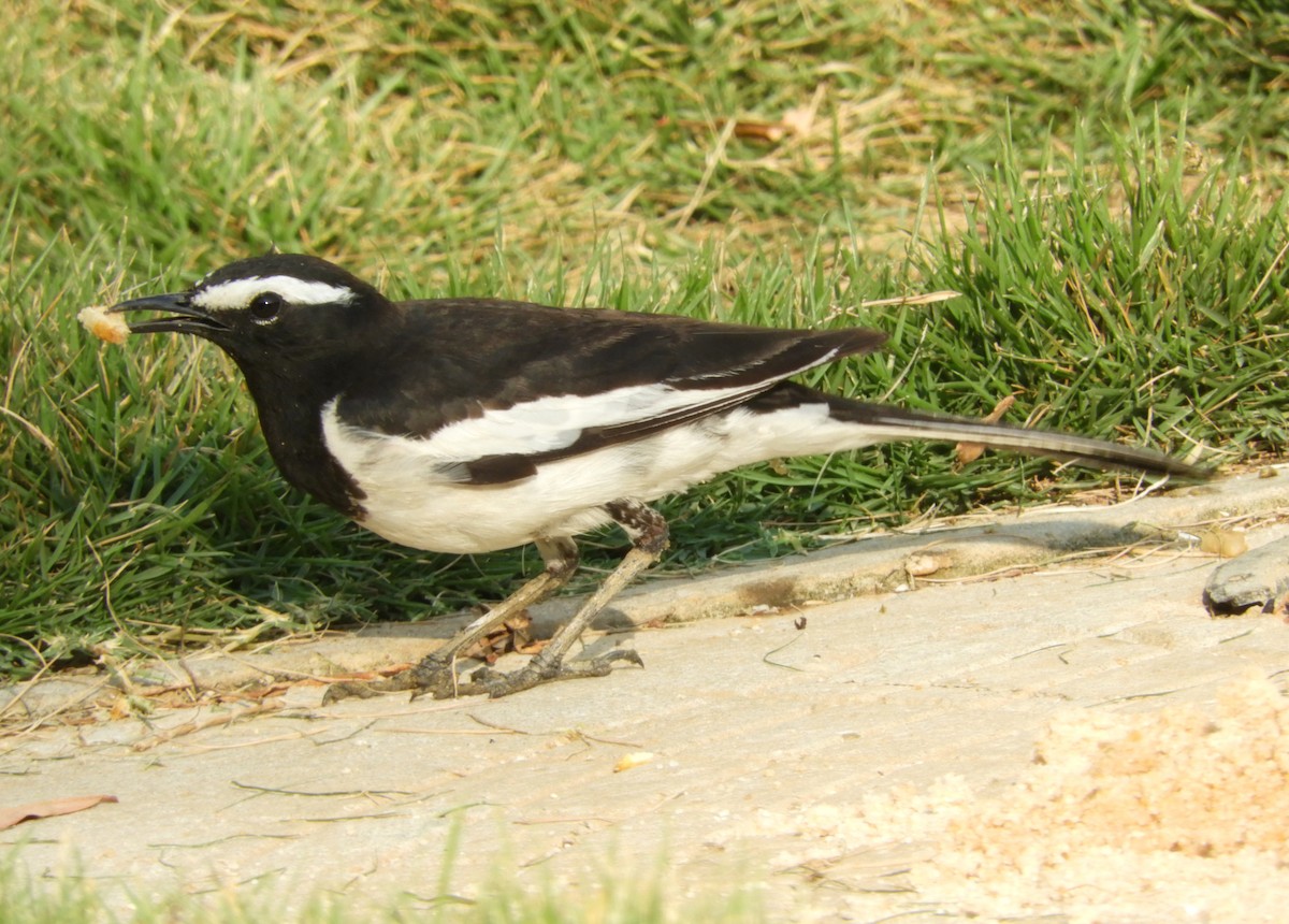 White-browed Wagtail - ML618497812