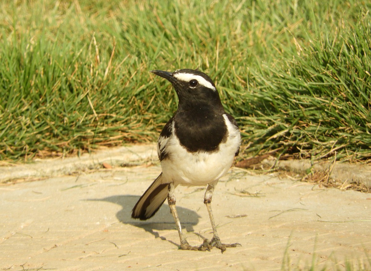 White-browed Wagtail - ML618497813