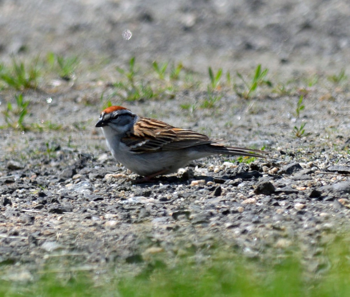 Chipping Sparrow - ML618497815
