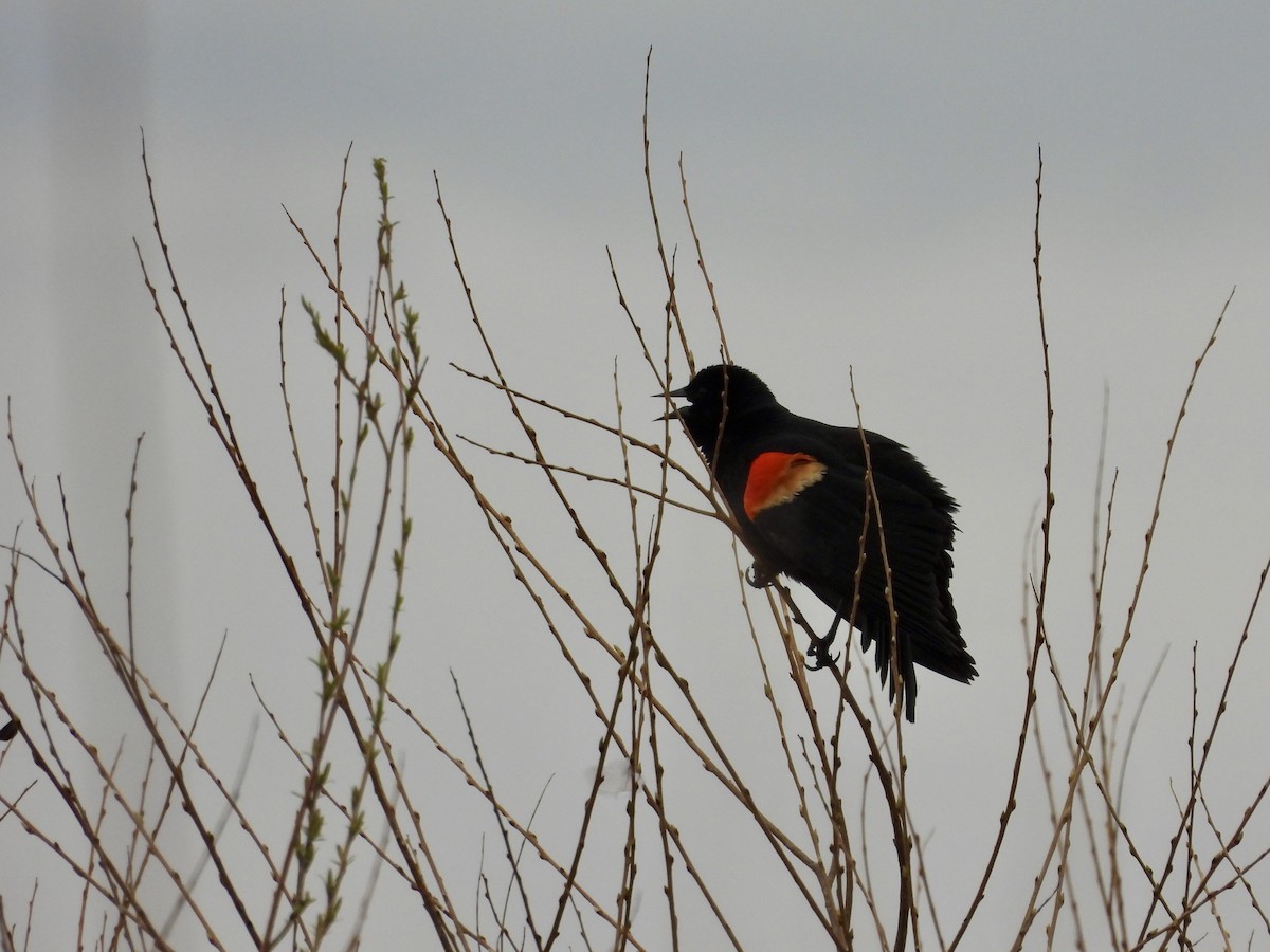 Red-winged Blackbird - The girl who cried bird