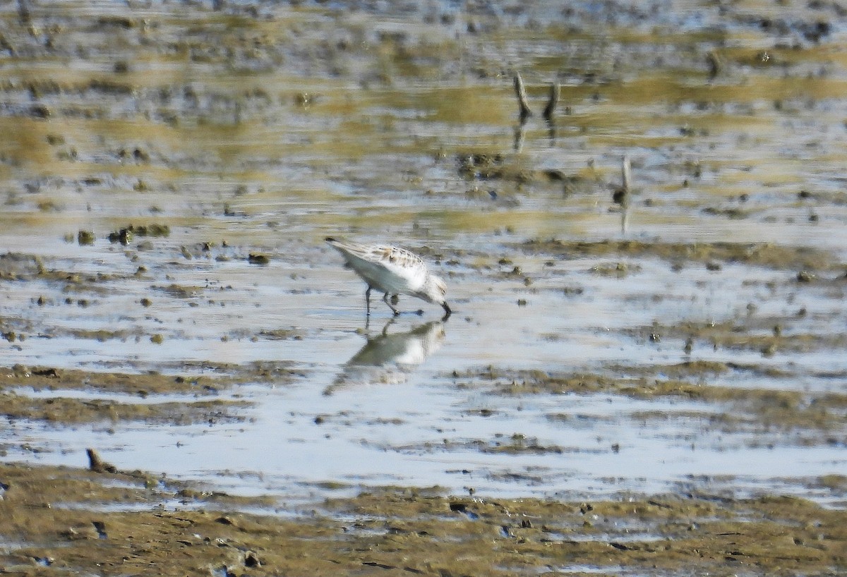 Bécasseau sanderling - ML618497860