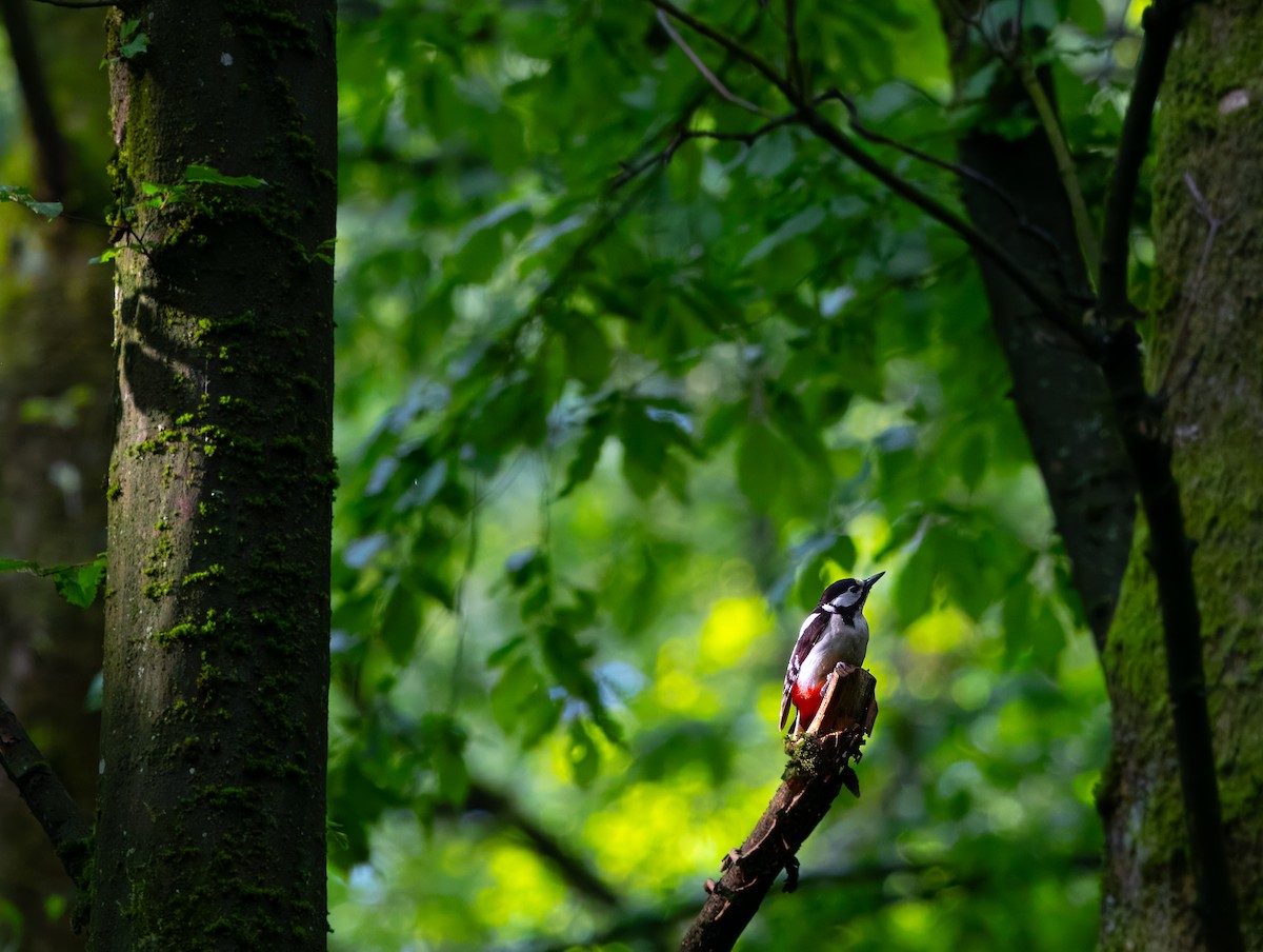 Great Spotted Woodpecker - ML618497874