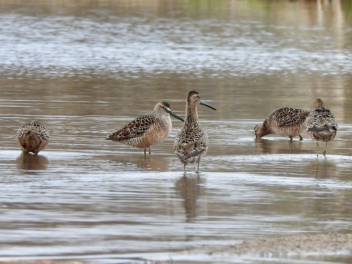 Long-billed Dowitcher - ML618497891