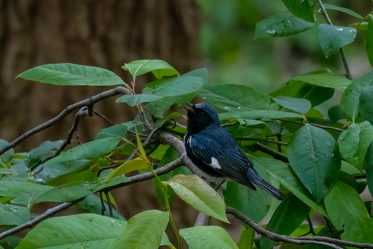 Black-throated Blue Warbler - ML618497896