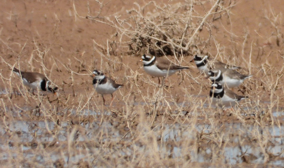 Common Ringed Plover - ML618497898