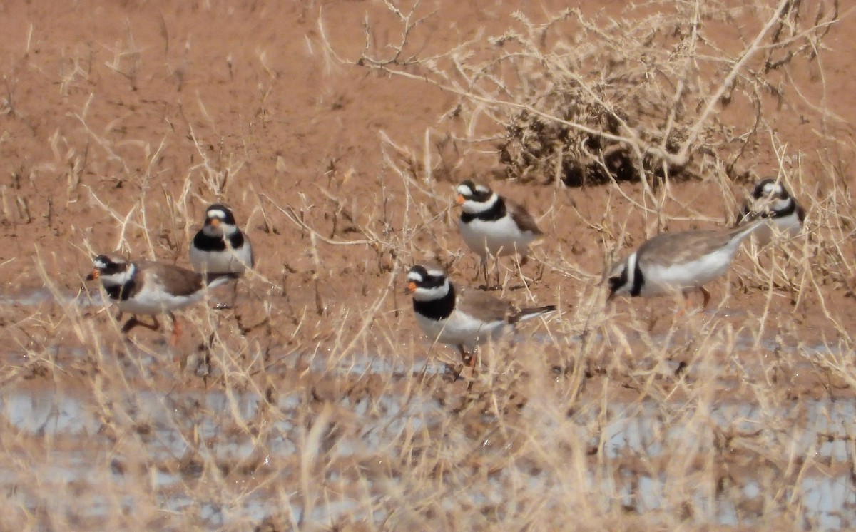 Common Ringed Plover - ML618497901