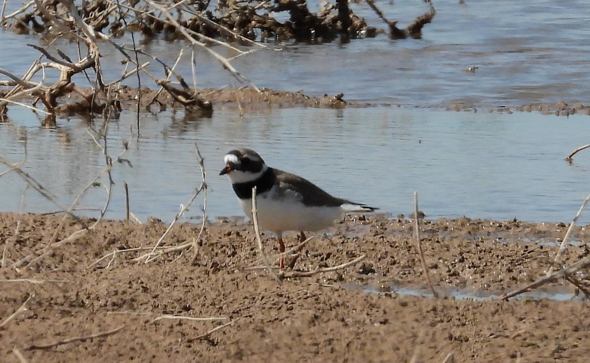 Common Ringed Plover - ML618497910