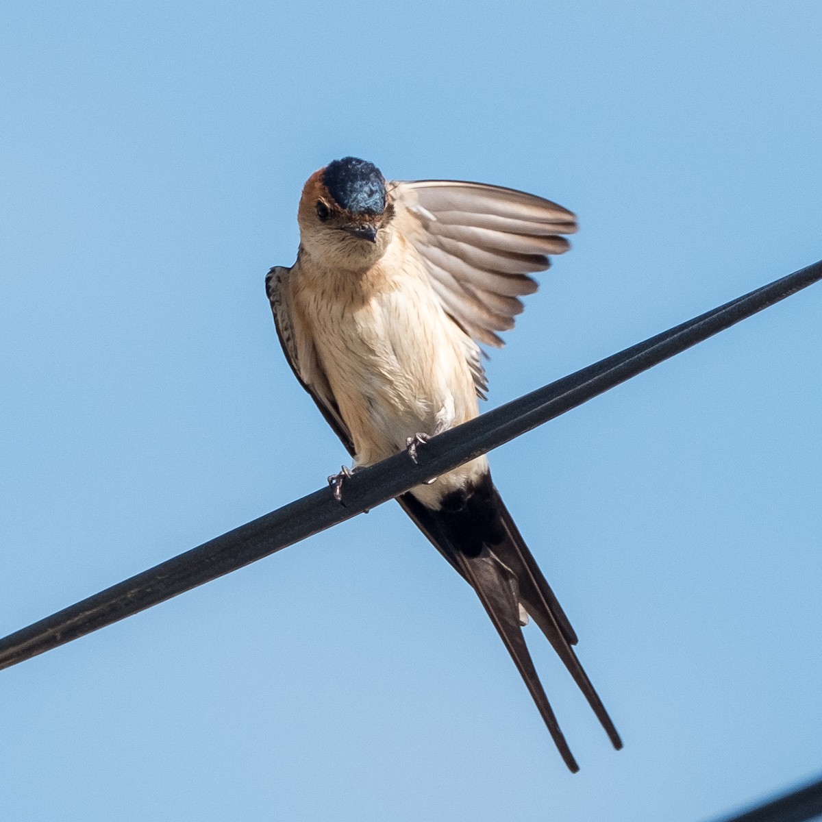 Red-rumped Swallow - ML618497912