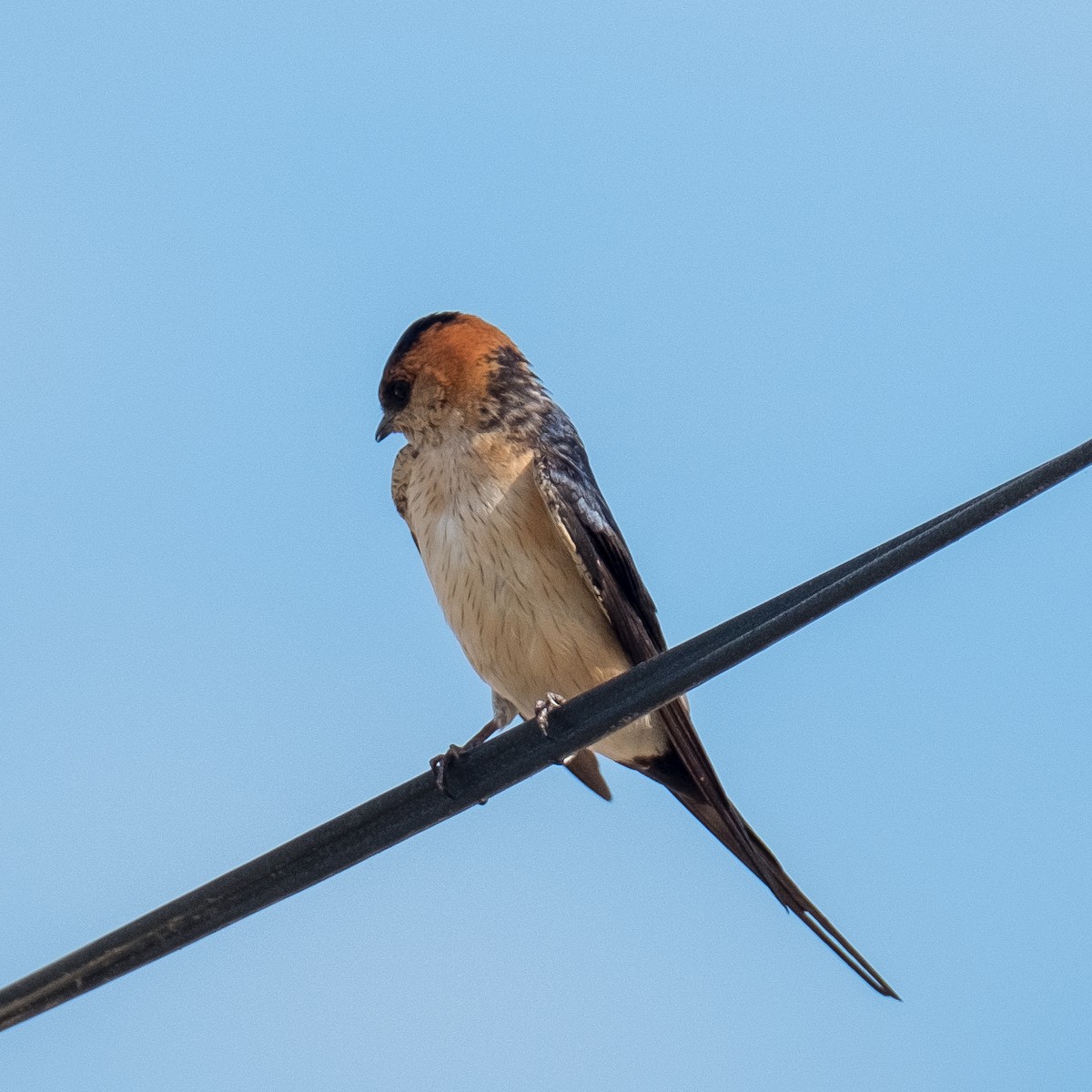 Red-rumped Swallow - ML618497913