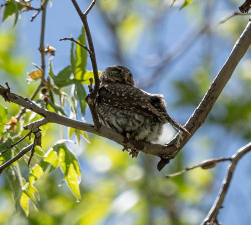 Northern Pygmy-Owl (Mountain) - Carlton Cook