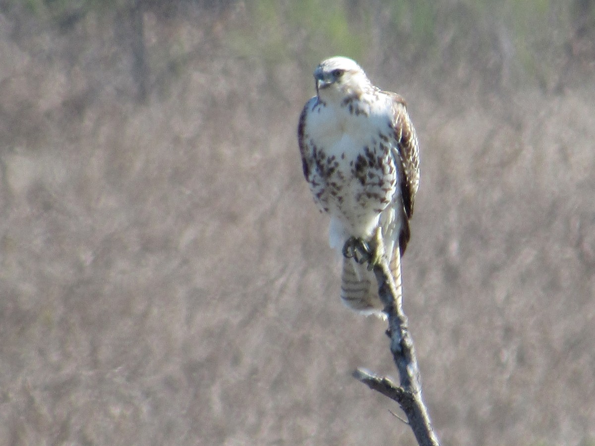 Red-tailed Hawk - ML618497941