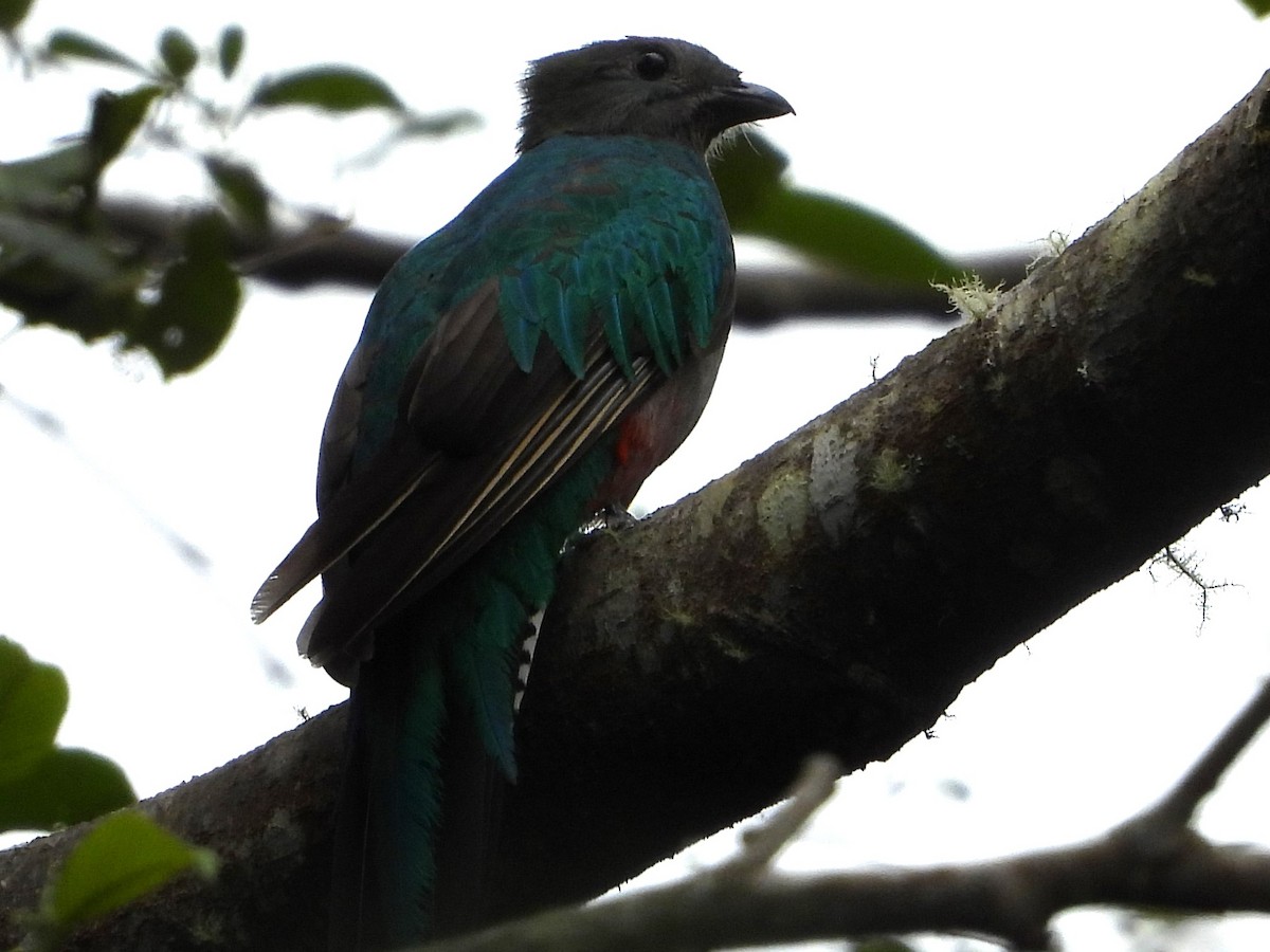 Quetzal Guatemalteco - ML618497942