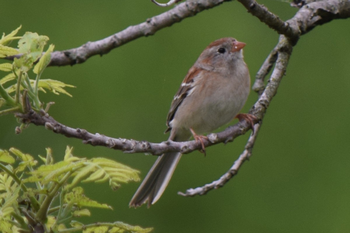 Field Sparrow - ML618497943