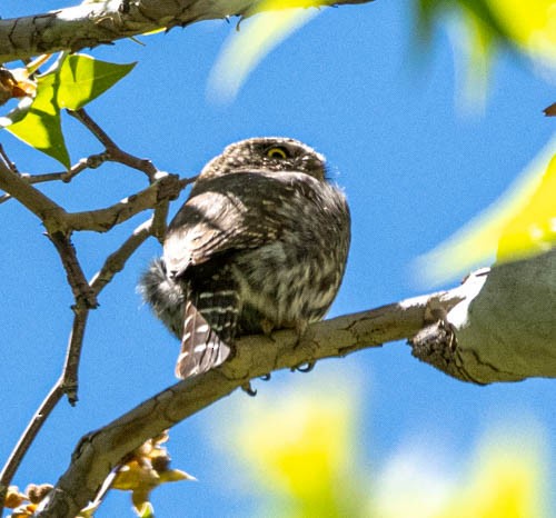 Northern Pygmy-Owl (Mountain) - ML618497945