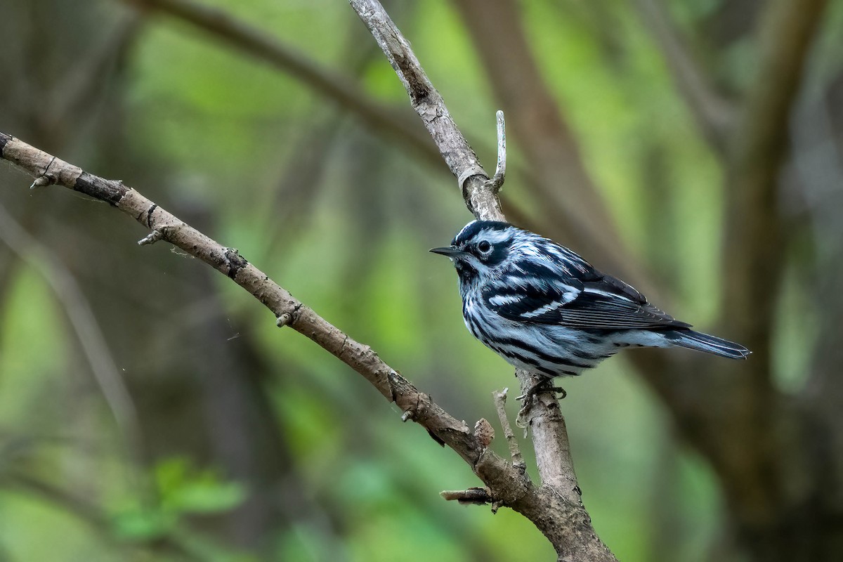 Black-and-white Warbler - ML618497946