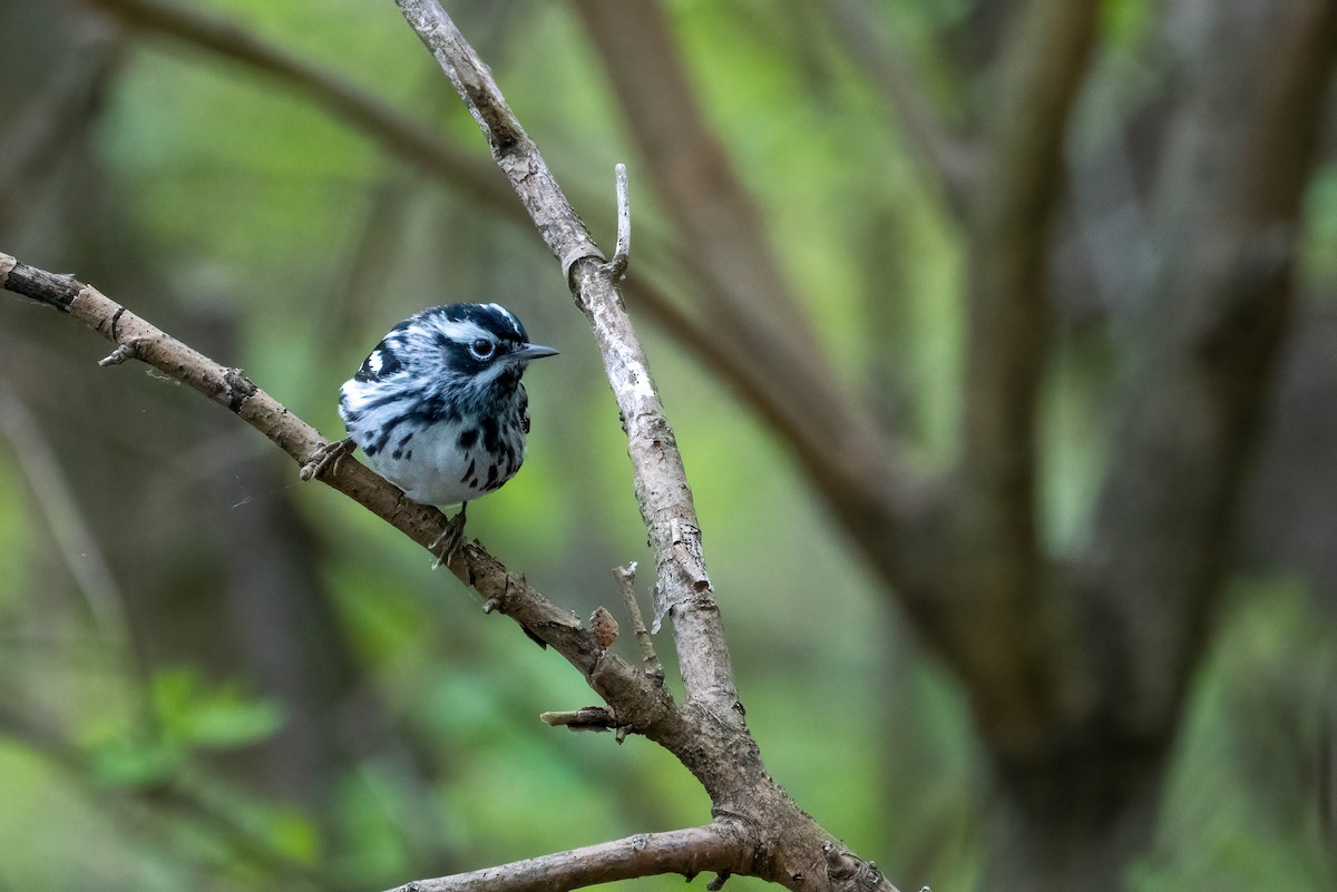 Black-and-white Warbler - ML618497947