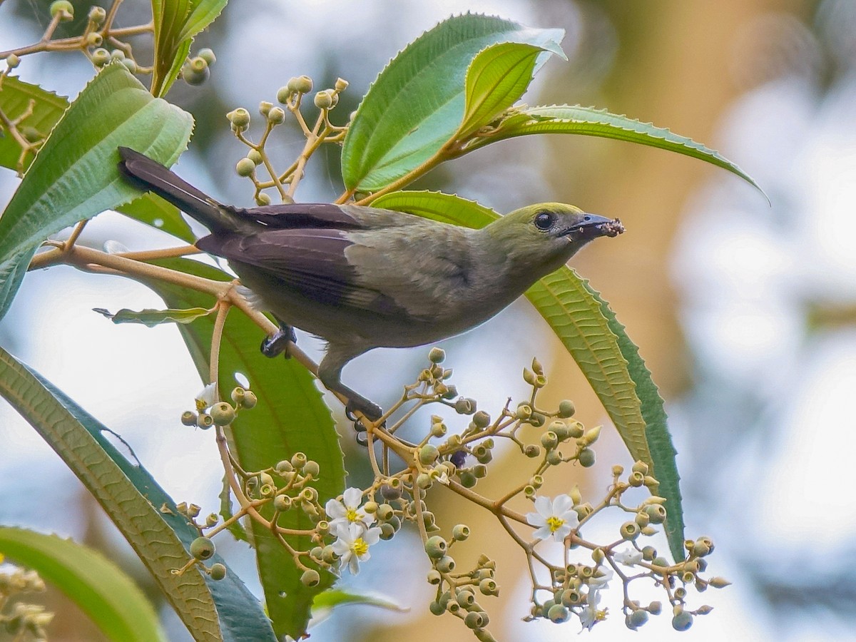 Palm Tanager - ML618497982