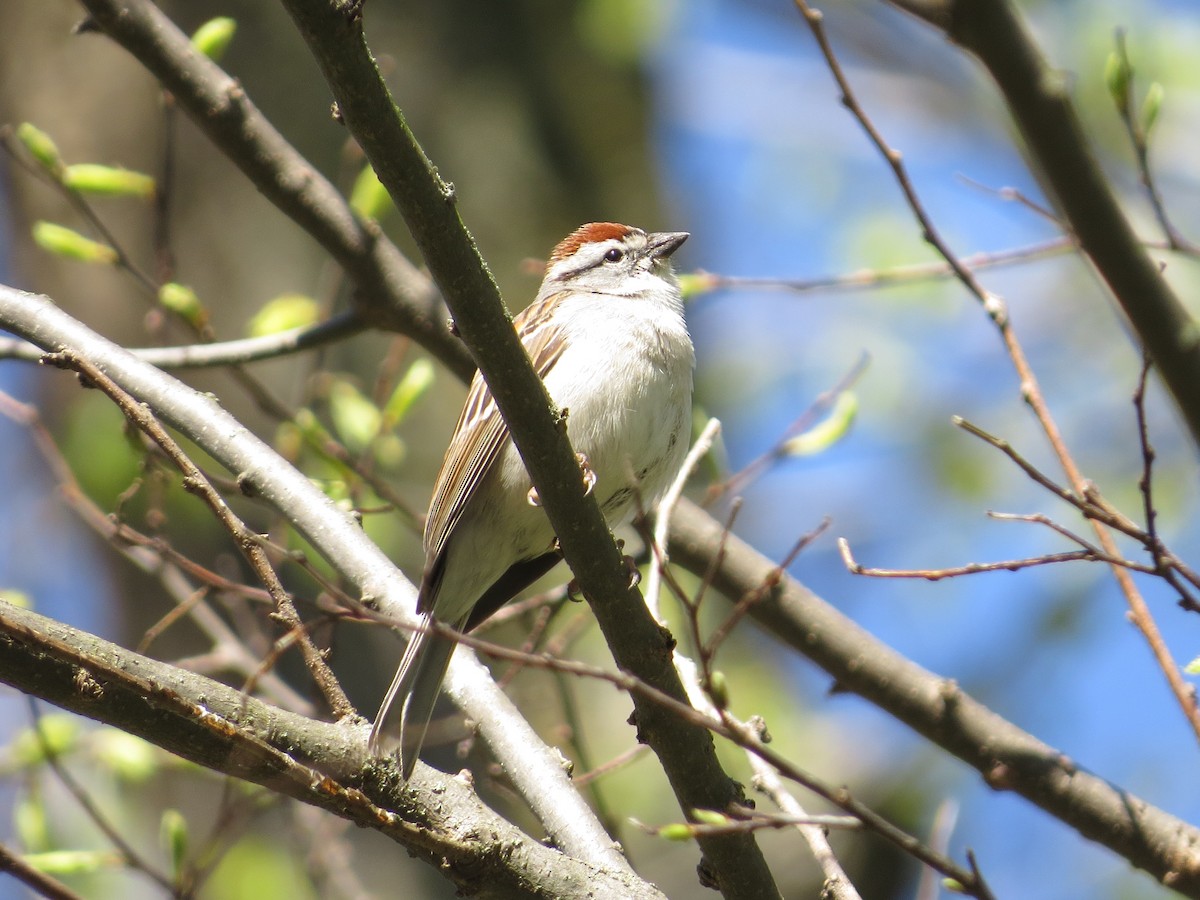 Chipping Sparrow - ML618498010