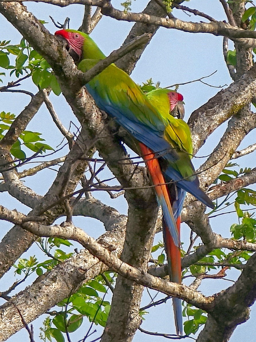 Great Green Macaw - ML618498011