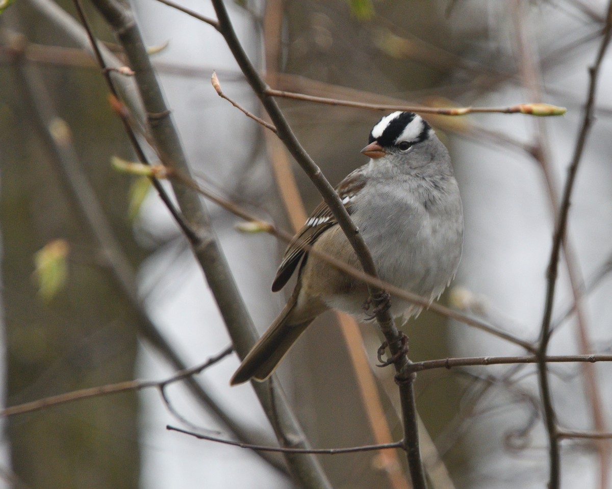 White-crowned Sparrow - ML618498017