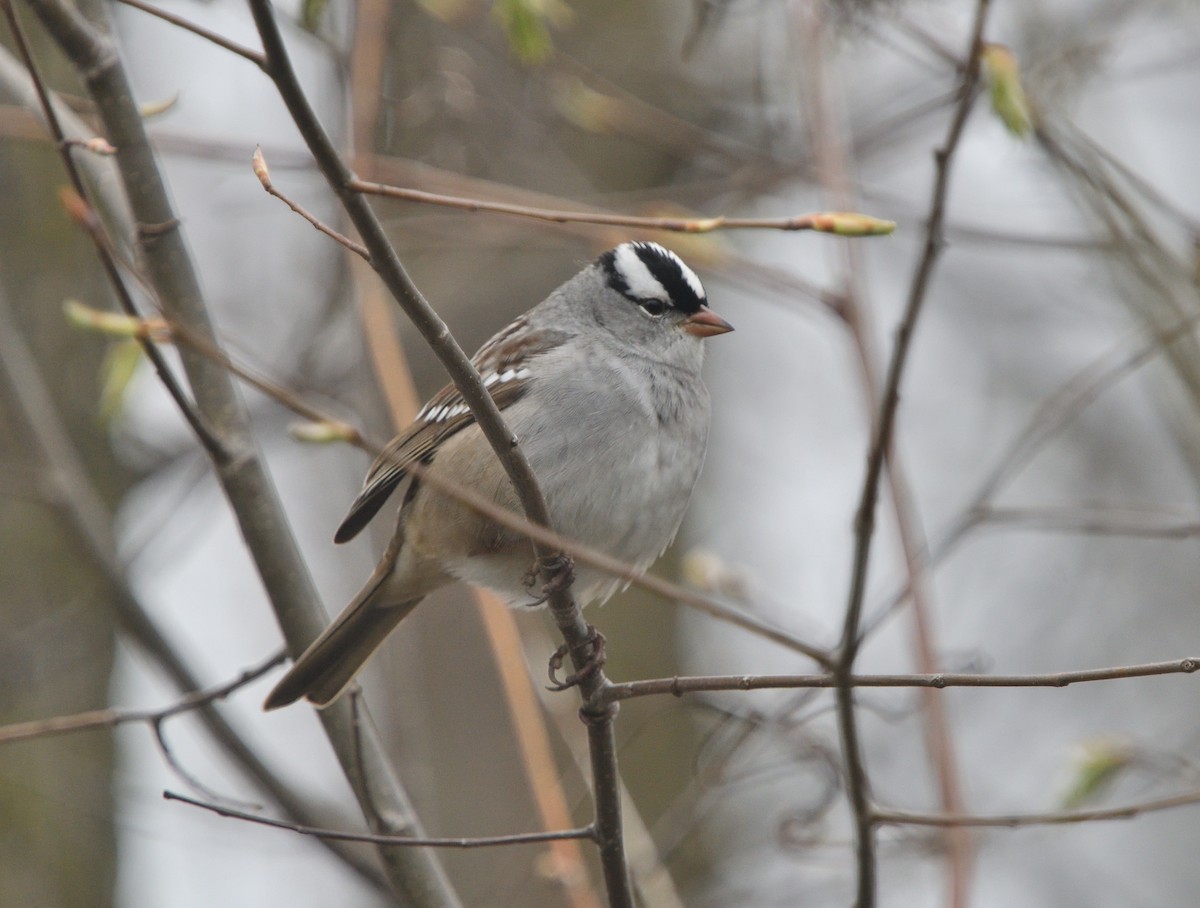 White-crowned Sparrow - ML618498018