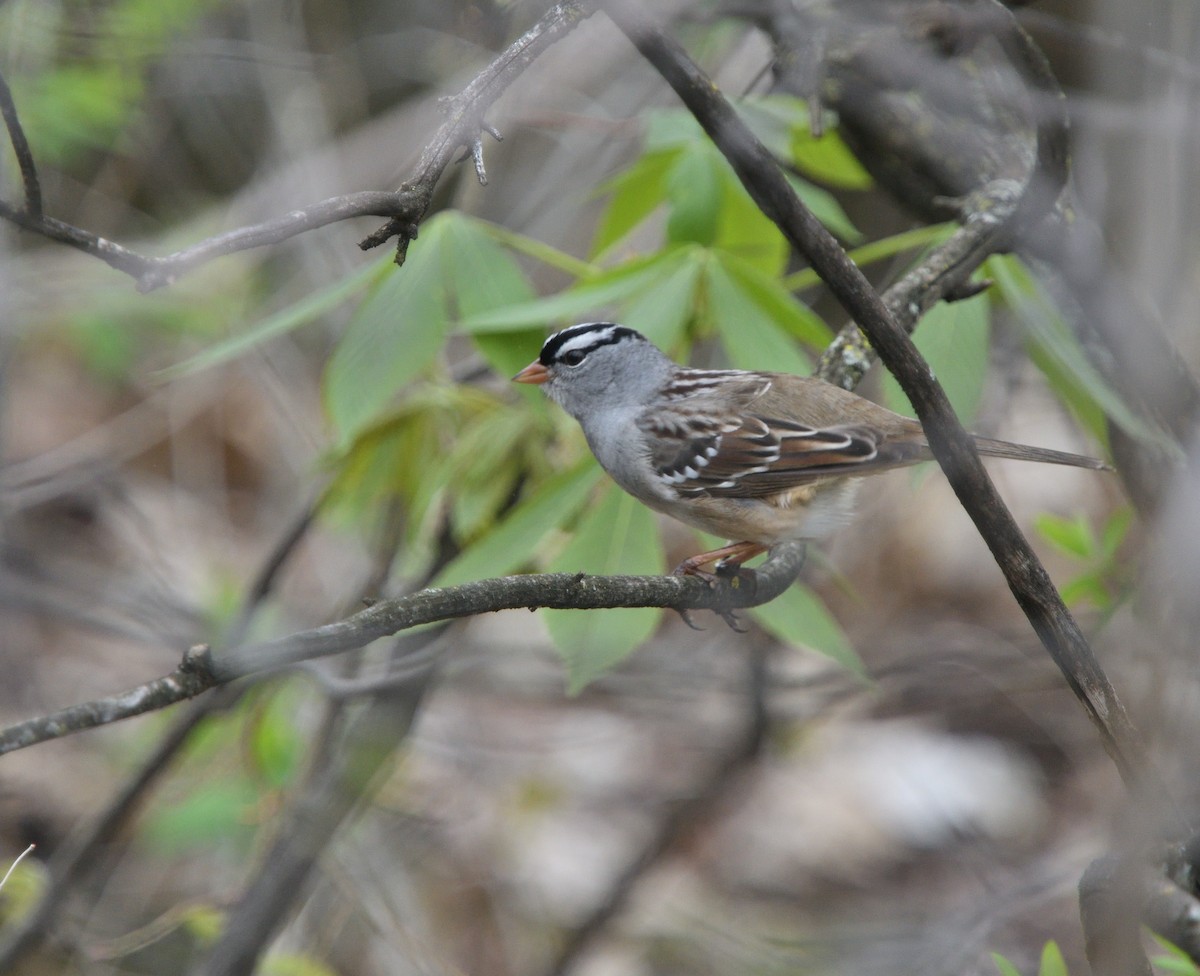 White-crowned Sparrow - ML618498019