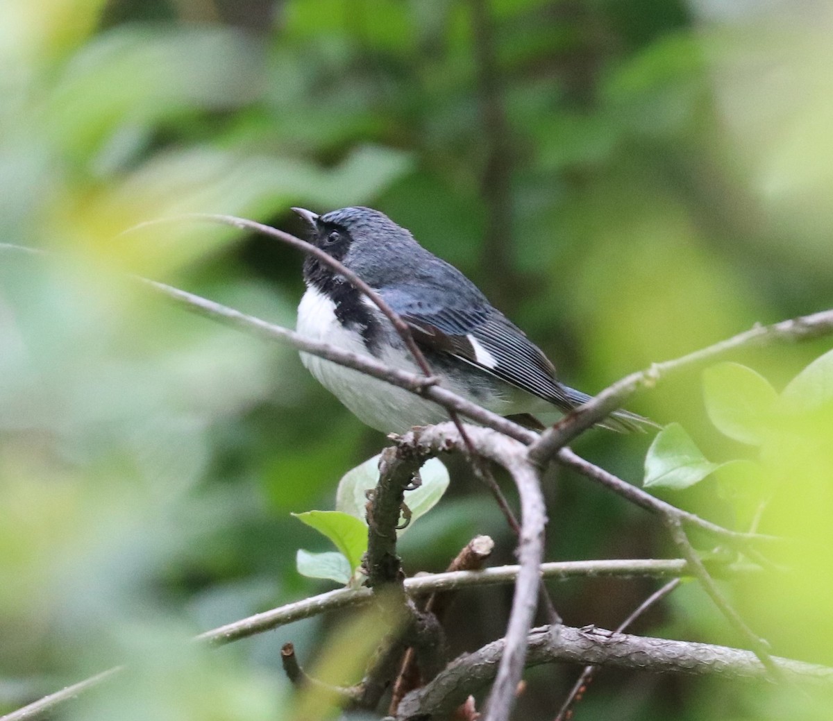 Black-throated Blue Warbler - ML618498053