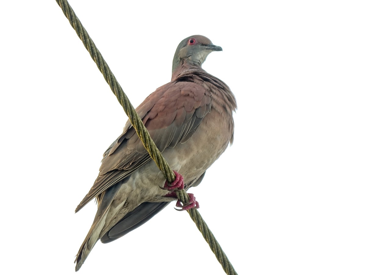 Pale-vented Pigeon - ML618498063