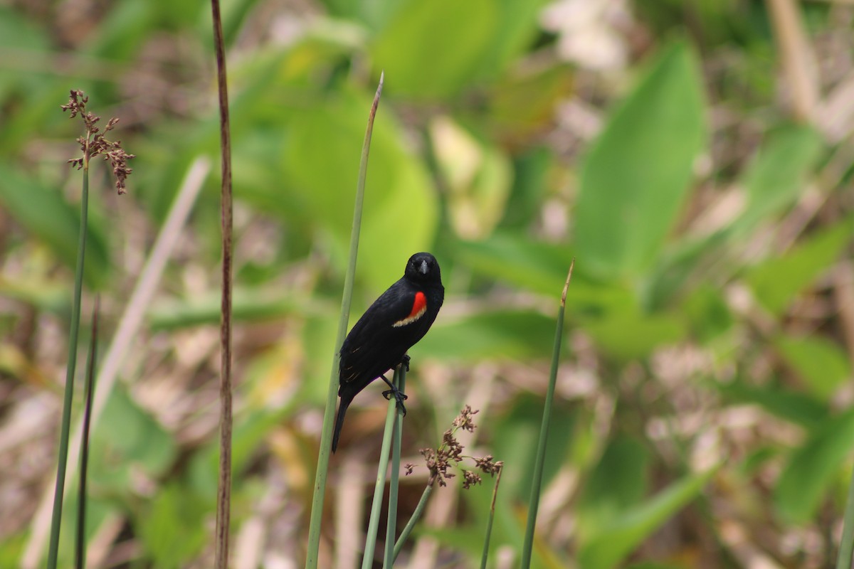 Red-winged Blackbird - ML618498065