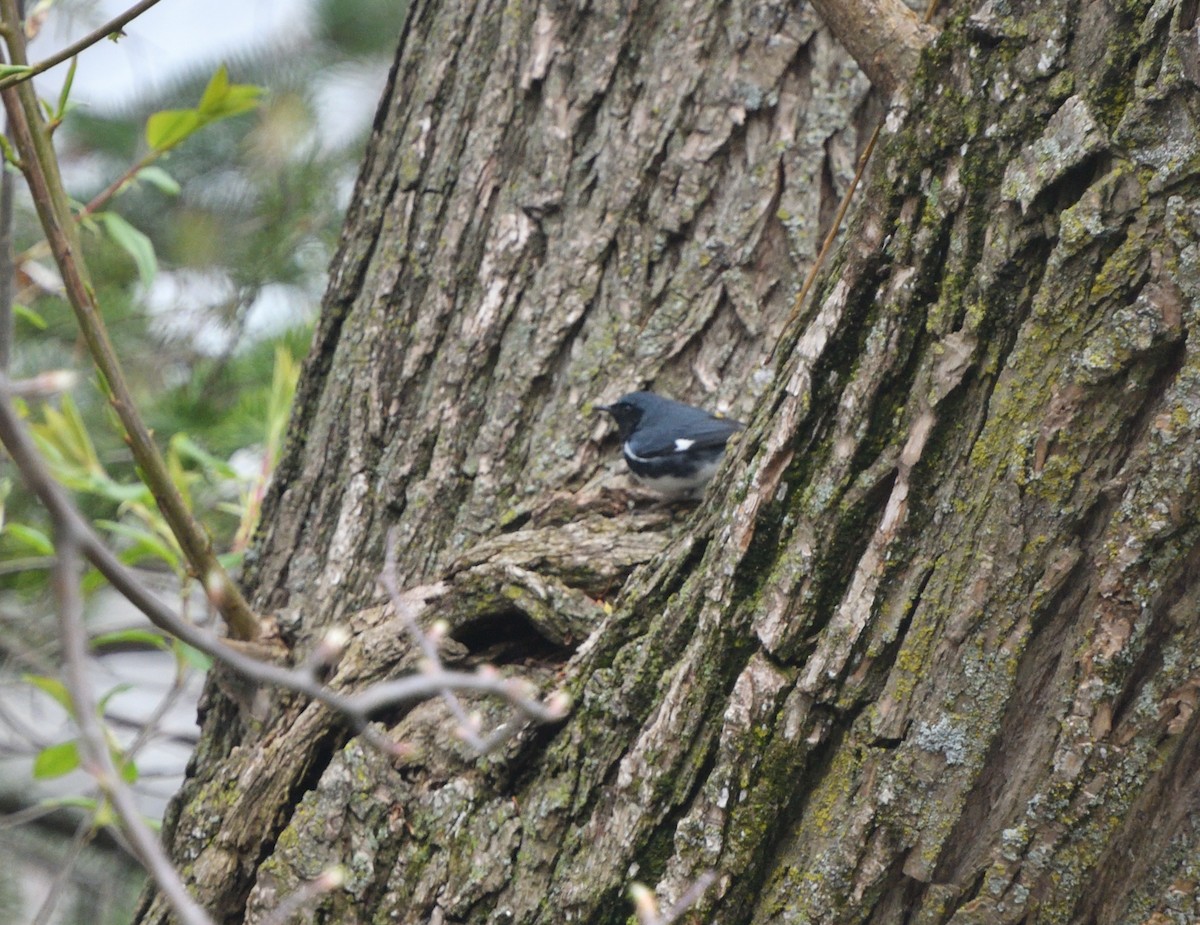 Black-throated Blue Warbler - ML618498099