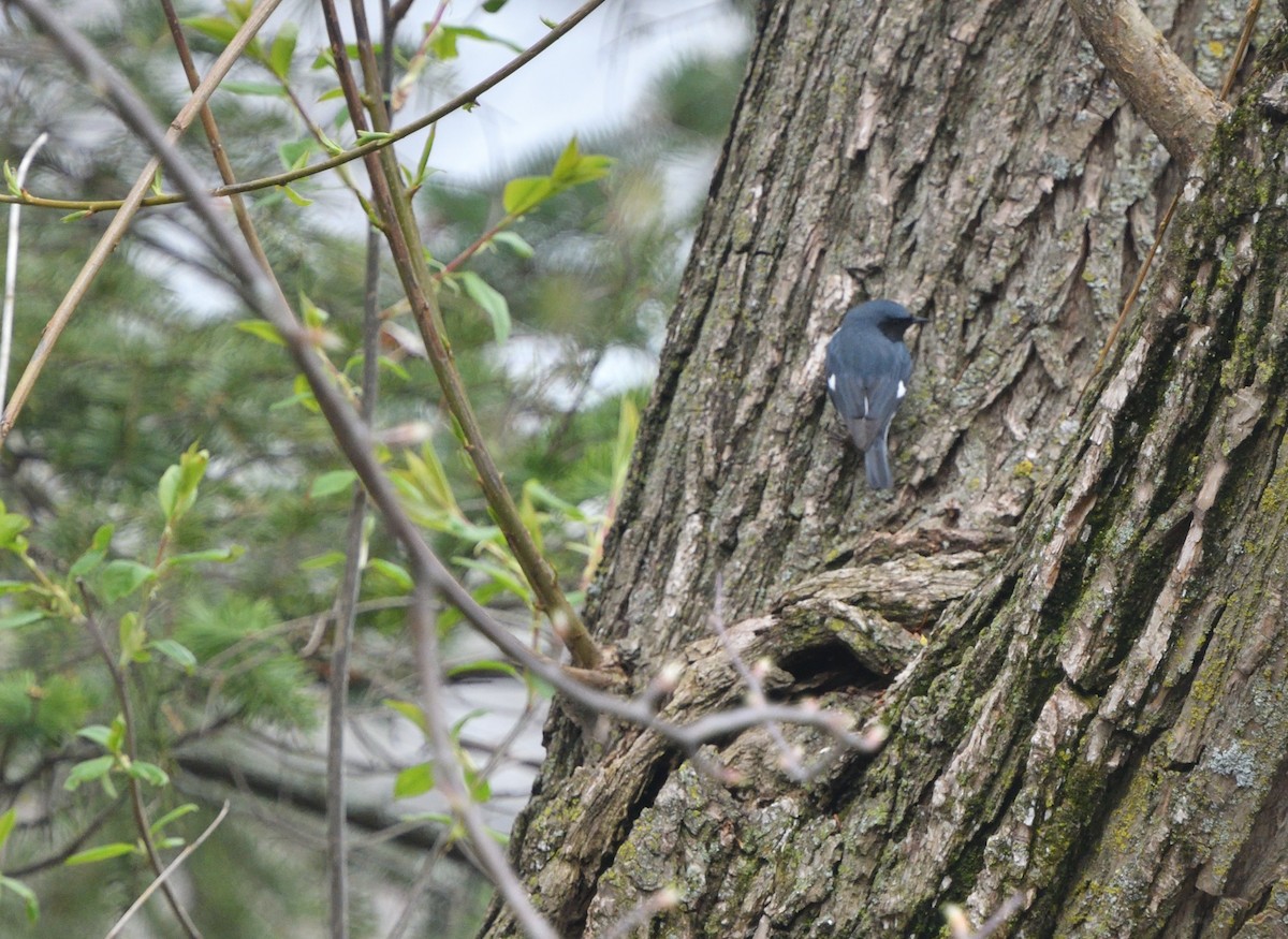 Black-throated Blue Warbler - ML618498100