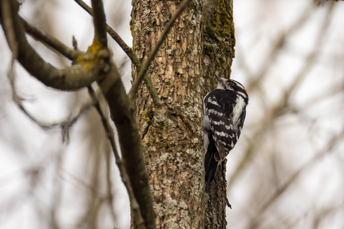 Downy Woodpecker - ML618498112