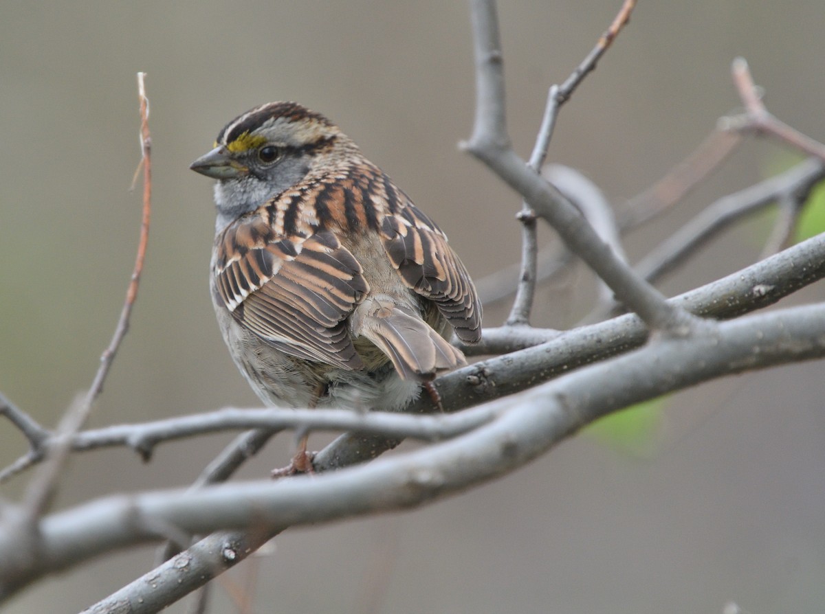 White-throated Sparrow - ML618498180