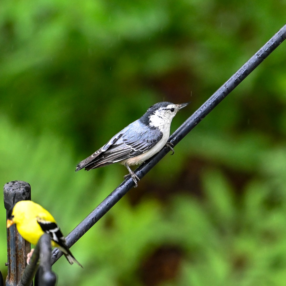 White-breasted Nuthatch (Eastern) - ML618498232