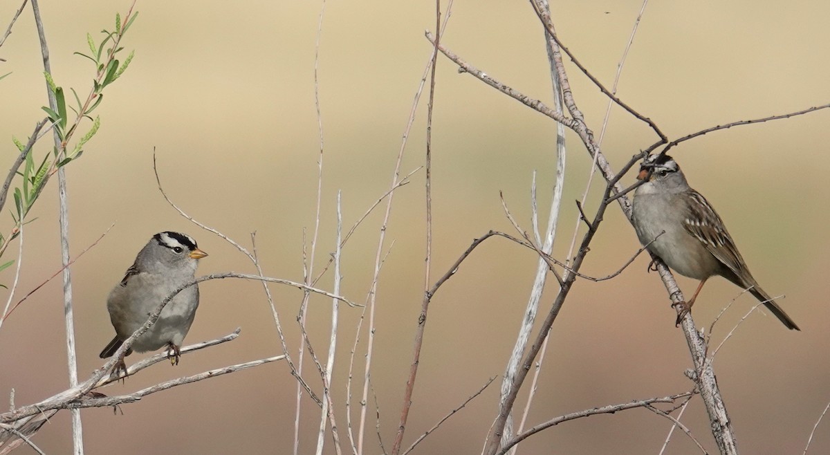 White-crowned Sparrow (Gambel's) - ML618498269