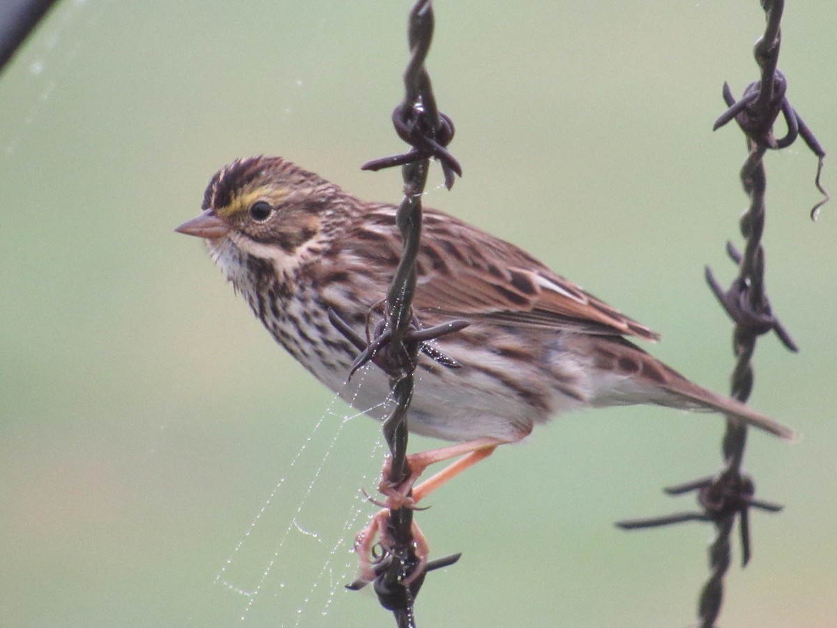 Savannah Sparrow - ML618498270