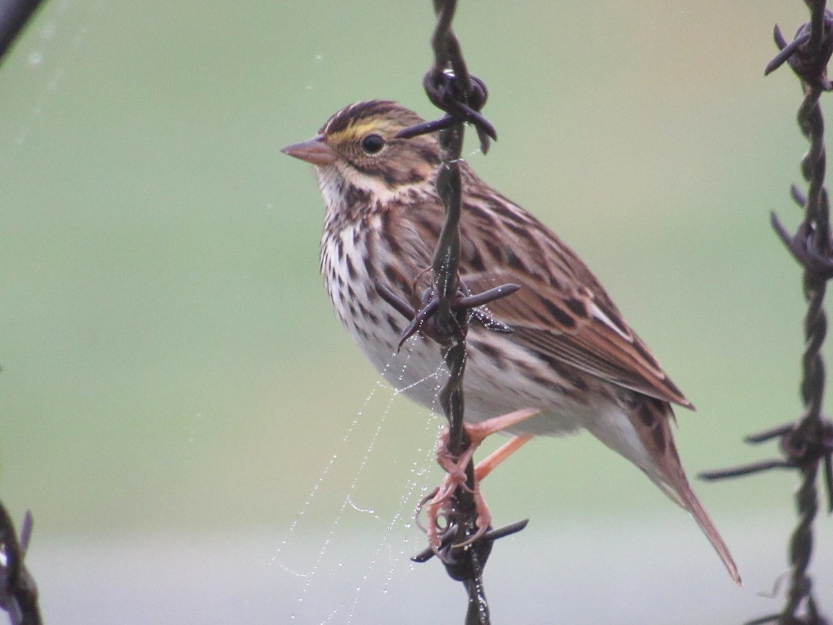 Savannah Sparrow - ML618498281