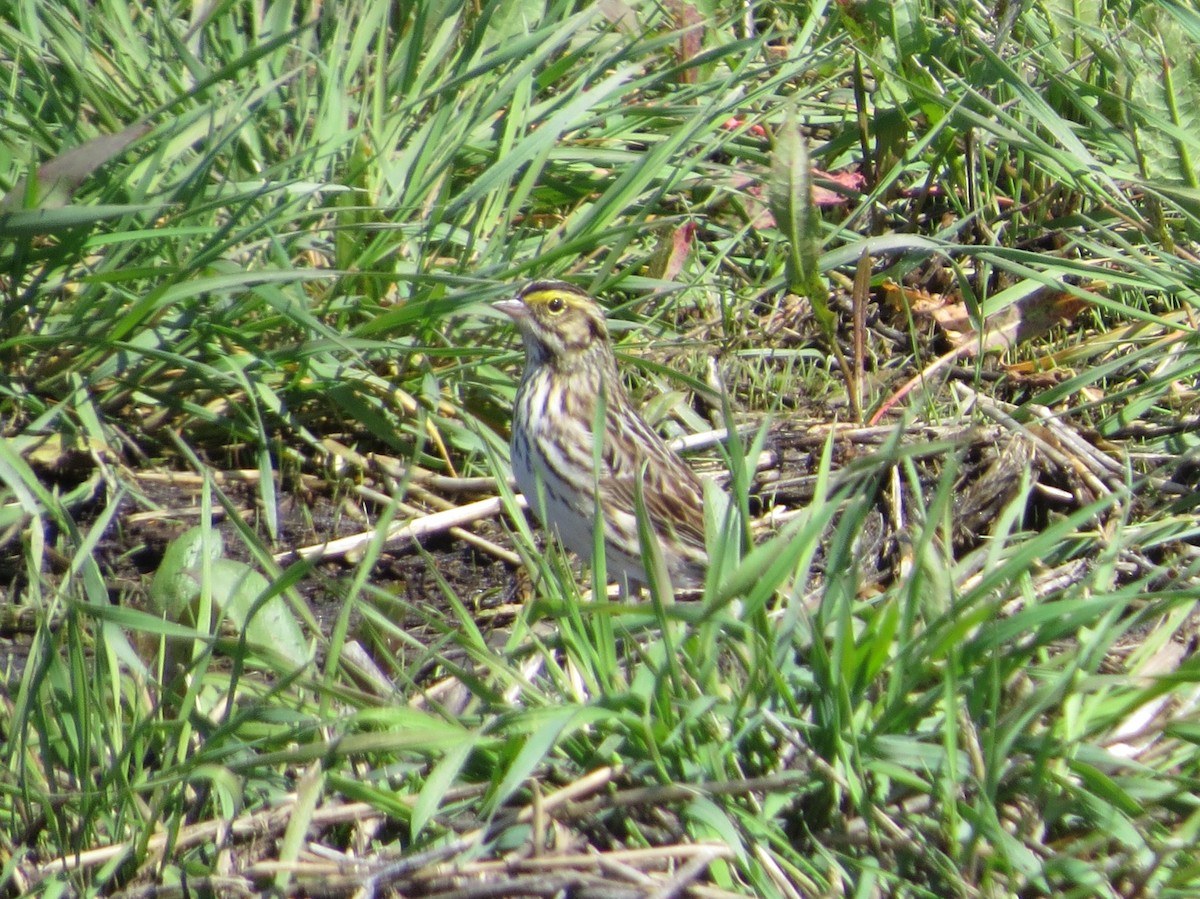 Savannah Sparrow - ML618498290