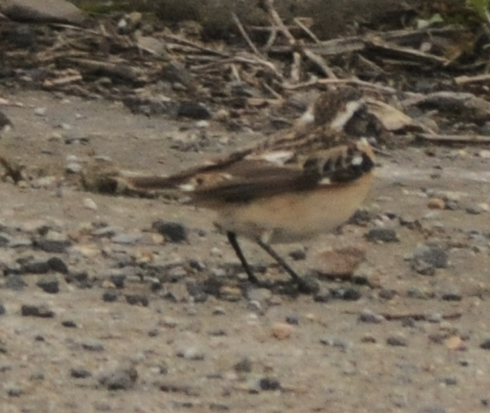 Whinchat - ML618498307