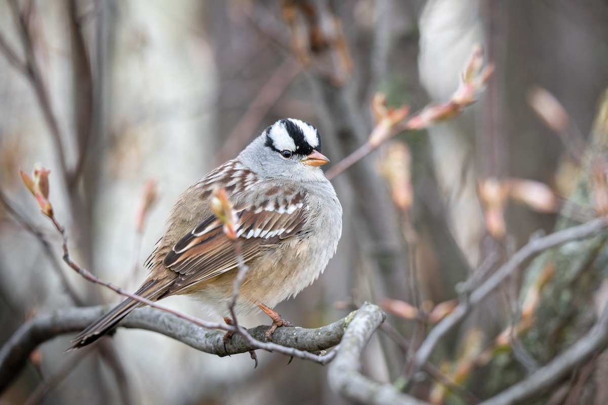 White-crowned Sparrow - ML618498322