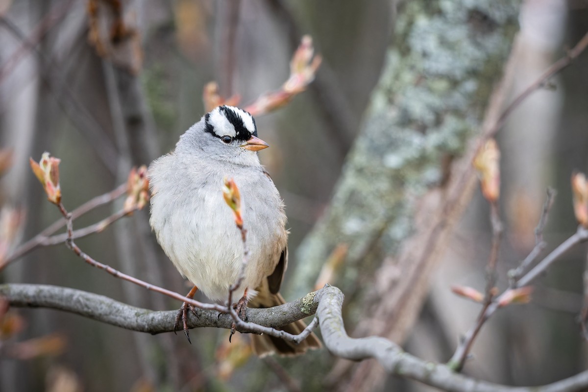 White-crowned Sparrow - ML618498323