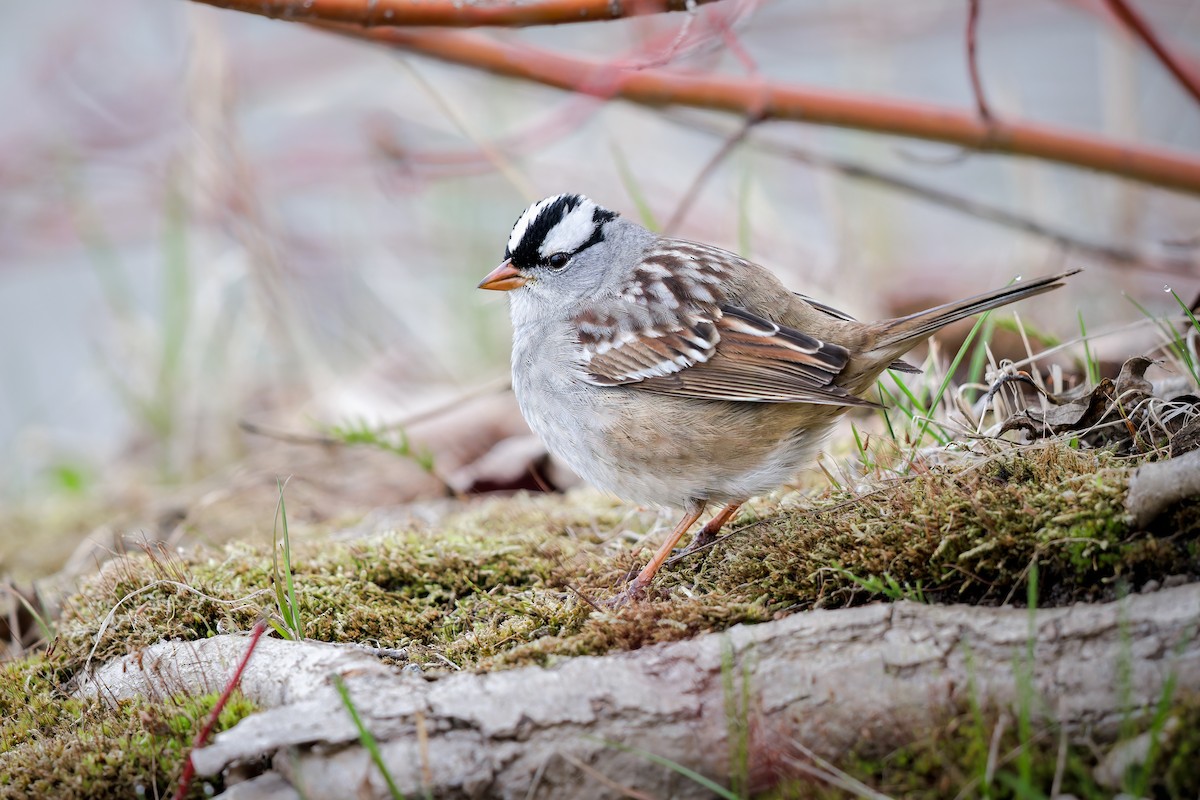 White-crowned Sparrow - ML618498326