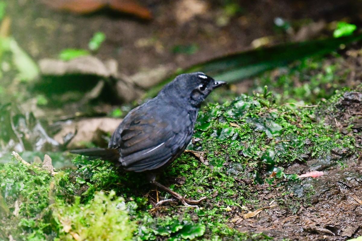 White-crowned Tapaculo - ML618498346