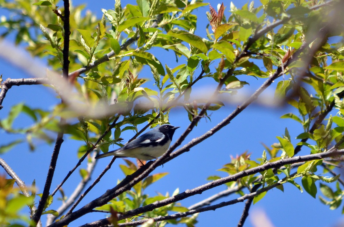Black-throated Blue Warbler - ML618498350